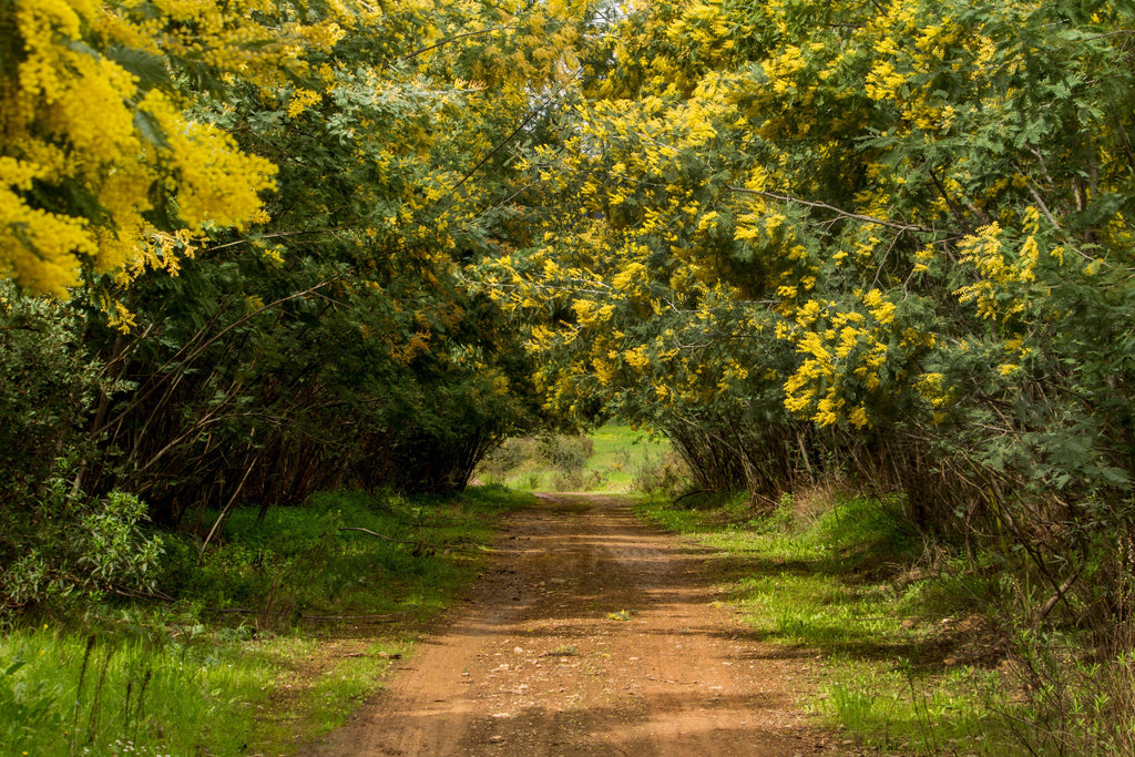 Mimosa in the Spring